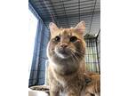 Yeli, Domestic Longhair For Adoption In Chippewa Falls, Wisconsin