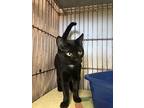 Stormi, Domestic Shorthair For Adoption In Chippewa Falls, Wisconsin