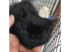 Lucky, Domestic Shorthair For Adoption In Spokane Valley, Washington