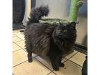 Pekoe, Domestic Mediumhair For Adoption In West Vancouver, British Columbia