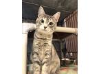 Salami, Domestic Shorthair For Adoption In Chippewa Falls, Wisconsin