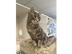 Rufus, Domestic Mediumhair For Adoption In Richmond, British Columbia