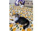 Rowan, Domestic Mediumhair For Adoption In Irvine, California