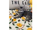 Sloane, Domestic Mediumhair For Adoption In Irvine, California