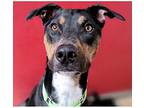 Ace, Manchester Terrier For Adoption In Vail, Arizona