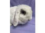 Anne, Lop, Holland For Adoption In Edinburg, Pennsylvania