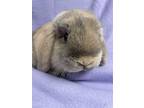 Nemo, Lop, Holland For Adoption In Edinburg, Pennsylvania