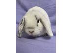 Dorian, Lop, Holland For Adoption In Edinburg, Pennsylvania