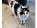 Rosie, Calico For Adoption In Novato, California