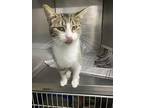 Lottie, Domestic Shorthair For Adoption In Fairfield, Illinois