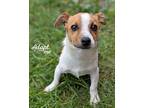 Jack, Jack Russell Terrier For Adoption In Lyons, New York