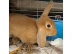 Rose, American For Adoption In Des Moines, Iowa