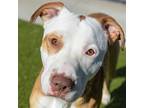 Bronco, Terrier (unknown Type, Medium) For Adoption In Des Moines, Iowa