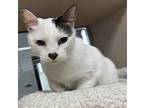 Blue, Domestic Shorthair For Adoption In Houston, Texas