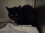 Drake, Domestic Shorthair For Adoption In Taylor, Michigan