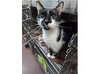 Torkelson, Domestic Shorthair For Adoption In Taylor, Michigan