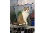 Max, Domestic Shorthair For Adoption In Lowell, Michigan