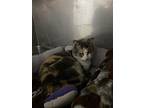 Brynn, Domestic Shorthair For Adoption In Lowell, Michigan