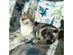 Larkin, Domestic Shorthair For Adoption In Alexandria, Minnesota