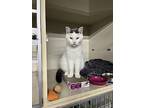 Nimbus, Domestic Shorthair For Adoption In Lowell, Michigan