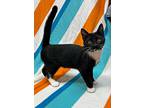Birch, Domestic Shorthair For Adoption In Alexandria, Minnesota