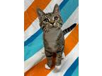 Cedar, Domestic Shorthair For Adoption In Alexandria, Minnesota