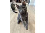 Ben 4516, Russian Blue For Adoption In Bonsall, California