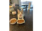Boba 4501, Domestic Shorthair For Adoption In Bonsall, California