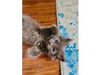 Fenrir Greyback 4545, Russian Blue For Adoption In Bonsall, California