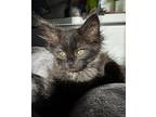 Gmork 4546, Domestic Longhair For Adoption In Bonsall, California