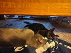 Blockbuster (grant Kitten), Domestic Shorthair For Adoption In New Braunfels
