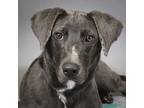 Brisket, Labrador Retriever For Adoption In Houston, Texas