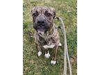 Maddie, American Staffordshire Terrier For Adoption In Taylor, Michigan