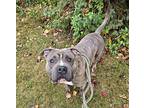 Roger, American Staffordshire Terrier For Adoption In Taylor, Michigan