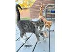 Frank, Domestic Shorthair For Adoption In Houston, Texas