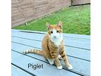 Piglet, Domestic Shorthair For Adoption In Houston, Texas