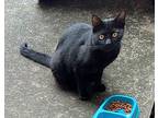 Sally, Domestic Shorthair For Adoption In Houston, Texas