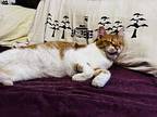 Nuka, Domestic Shorthair For Adoption In Chicago, Illinois