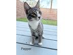 Pepper, Domestic Shorthair For Adoption In Houston, Texas