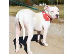 Lylah, American Pit Bull Terrier For Adoption In Broken Arrow, Oklahoma