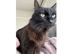 Merlin, Domestic Mediumhair For Adoption In Berkeley, California