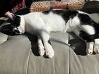 Miley, American Shorthair For Adoption In Mount Airy, Maryland