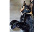 Amaretto, Domestic Shorthair For Adoption In Aurora, Colorado