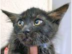 Domestic Shorthair For Adoption In Wildomar, California