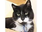 Monkey, Domestic Shorthair For Adoption In Port Washington, New York