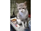 Abbie (fcid# 11/04/2024 - 83 Trainer), Domestic Shorthair For Adoption In
