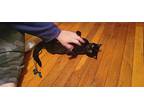 Macey, Willow Grove Area (fcid 10/16/2024-20), Domestic Shorthair For Adoption