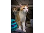 Miller And Malcolm (fcid# 11/5/24-60,61), Domestic Shorthair For Adoption In