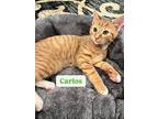Carlos, Willow Grove Area, (fcid 10/14/2024-100), Domestic Shorthair For