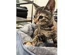 Wanda, Willow Grove Area (fcid 10/14/2024-97), Domestic Shorthair For Adoption